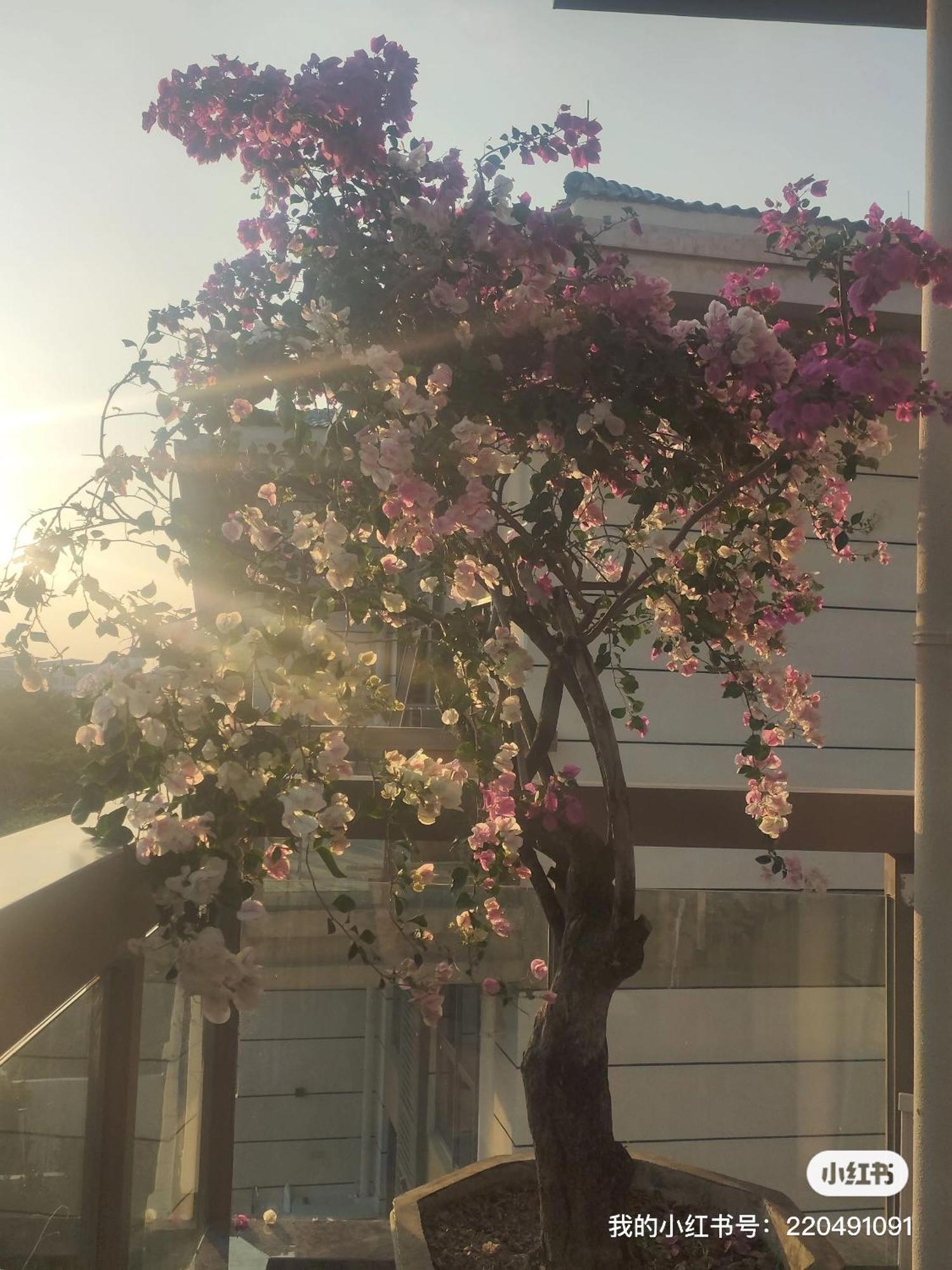 شقة Shiguanghui سانيا المظهر الخارجي الصورة